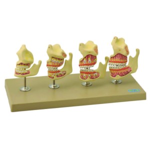 Dentition Development set of 4